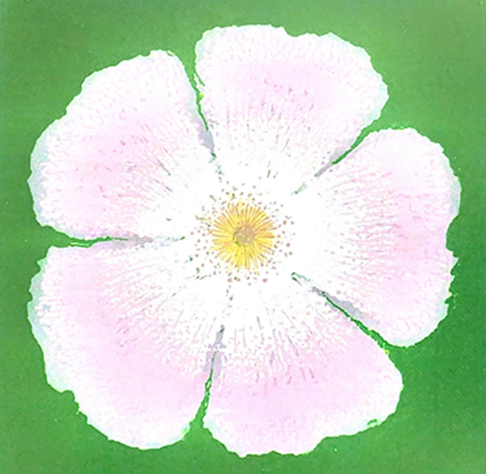 Wild Rose - Woodcut Greeting Card